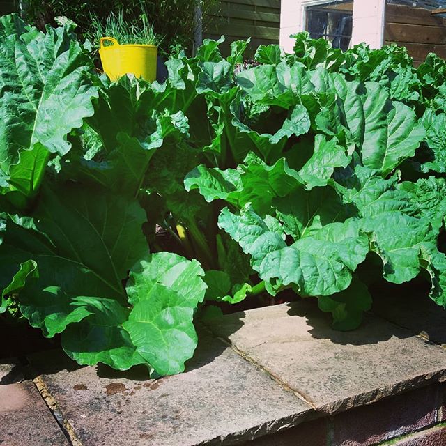 The #rhubarb is at it again!! Brace yourself for more #rhubarbrecipes #homegrown #rhubarbfordays #rhubarbcrumble #rhubarbandcustard #slurp