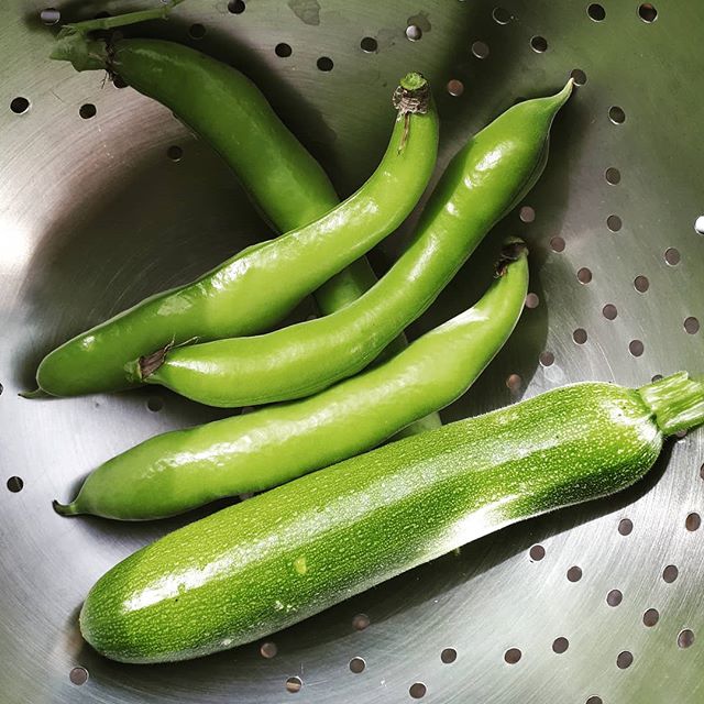 The first pick of our home grown veggies! So many more courgettes, beans, tomatoes and aubergine on the way #homegrown #homegrownveggies #homegrownfood #freshveg #freshveggies #freshvegetables #seasonalfood #seasonal #broadbeans #cougettes #aubergines #tomatoes #veggielife