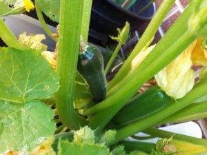 Courgette