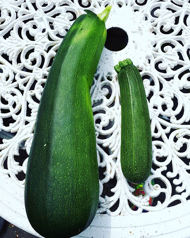Courgette on the right from the supermarket. “Courgette” on the left is #homegrownfood ooppss! #marrow #courgettefordays #courgette #zuchinni #veggielife #veggies