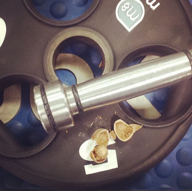 How to open nuts. There is a hazelnut tree outside the gym, #freefood #winning #getsomenuts #motive8north #leedsgym #gains #gainz #leeds #personaltraining #personaltrainer #weights